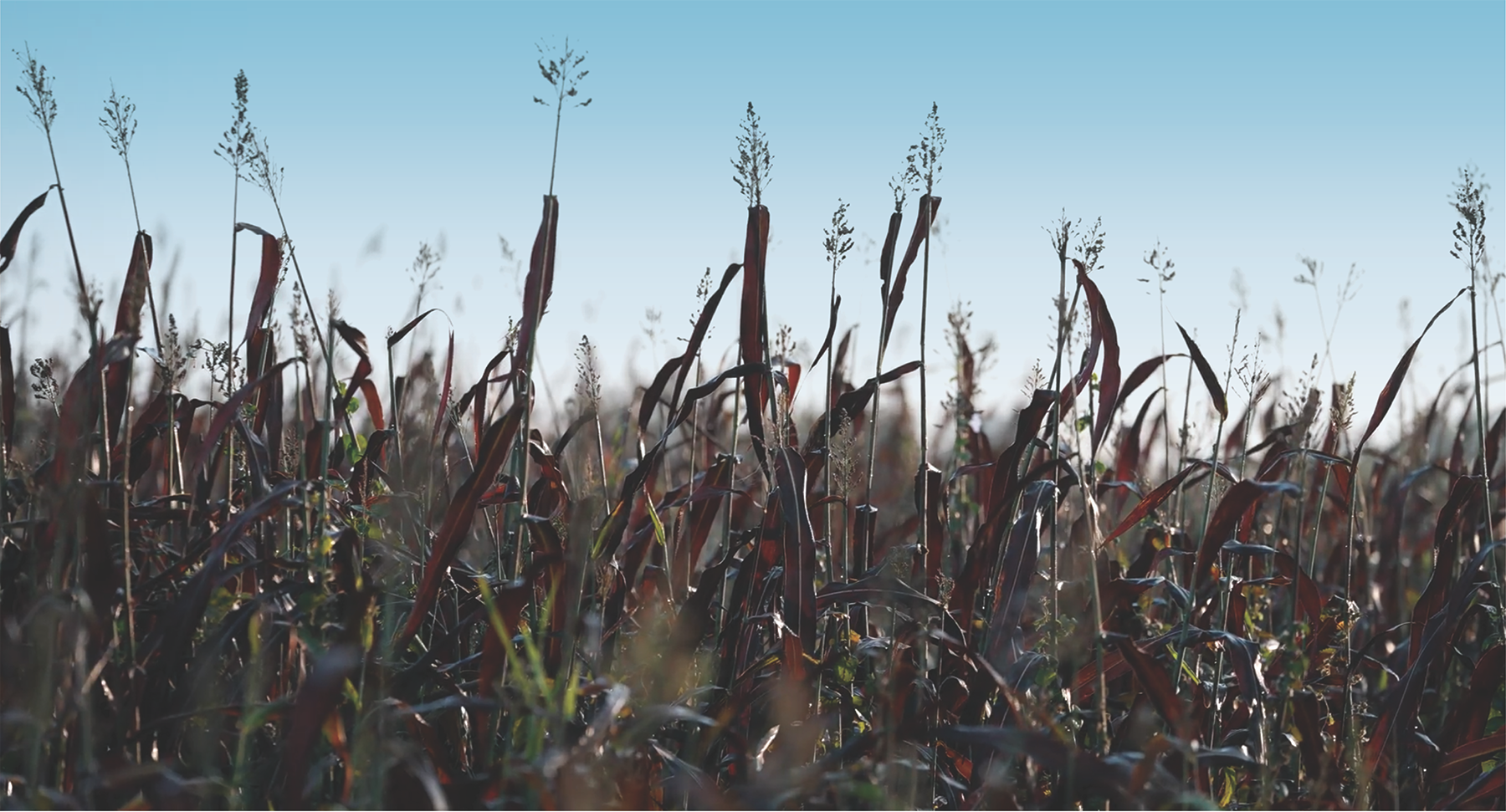 A field of red sorghum with a blue sky