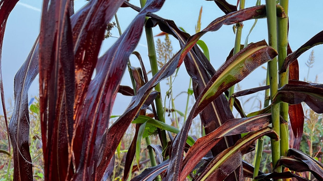 Close up view of red sorghum leaves in a field